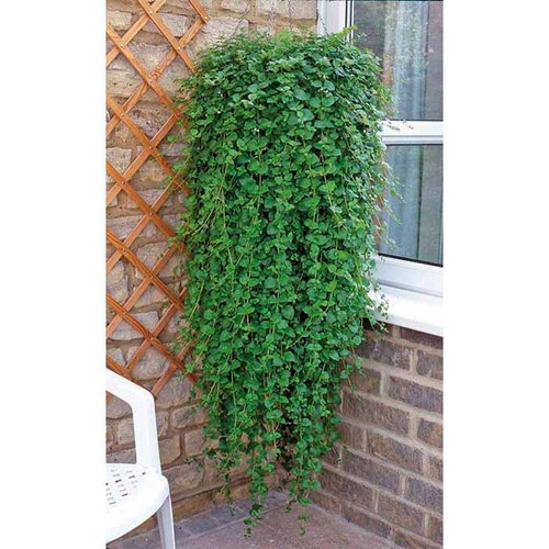 Trailing Indian Mint 1370 GREENHOUSE EFFECTS