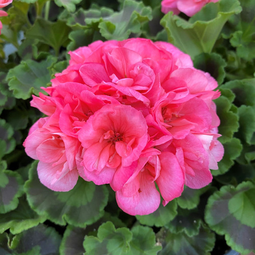Geranium, Americana Salmon 1202 GREENHOUSE EFFECTS