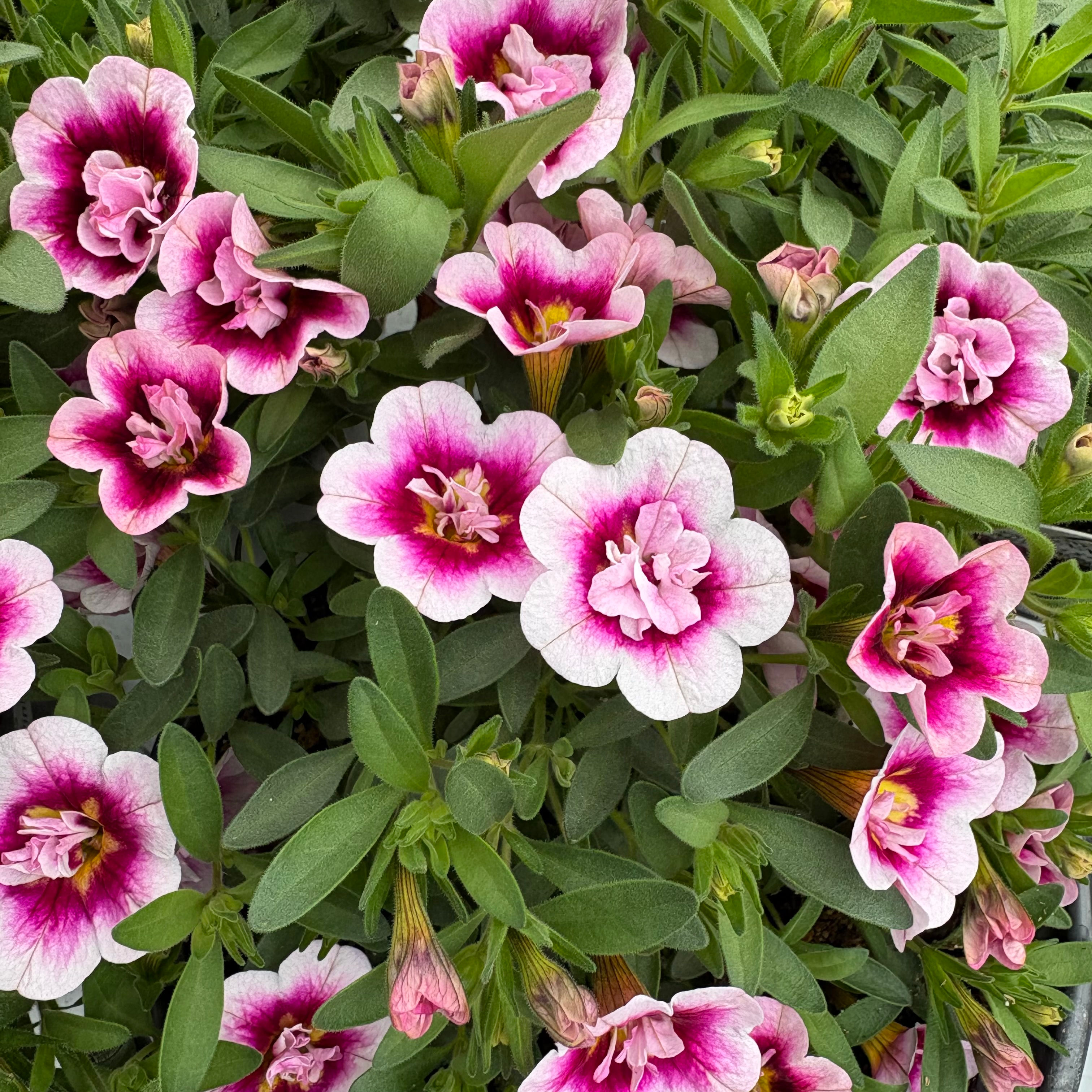 Superbells, Double Smitten Pink - 2320