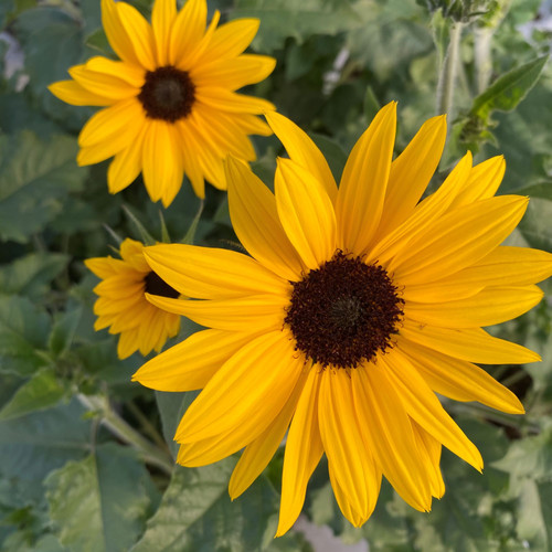 Sunflower, Suncredible Yellow 2310 GREENHOUSE EFFECTS