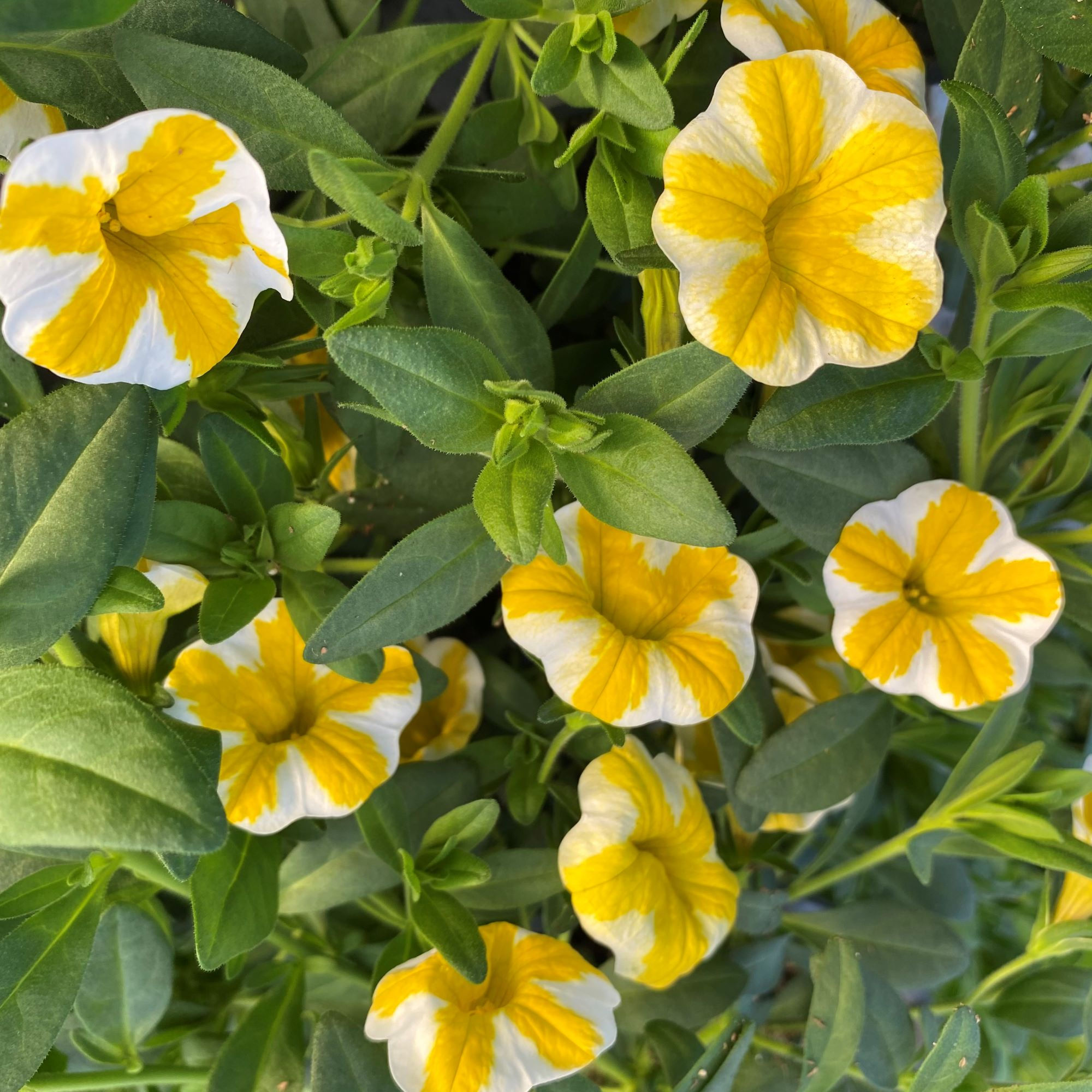 Superbells, Lemon Slice - 1327