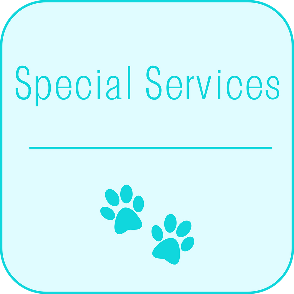 Sweet Pets Pet Sitting  - Servicios Especiales