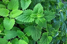 Thumbnail: Organic Cat Nip - Powdered - Approx. 18 tsps.