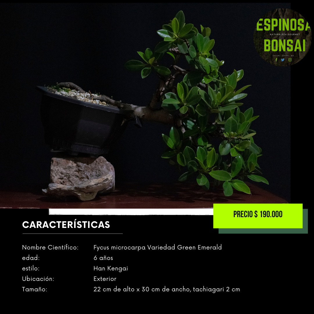 Fycus Microcarpa Variedad Green Emerald