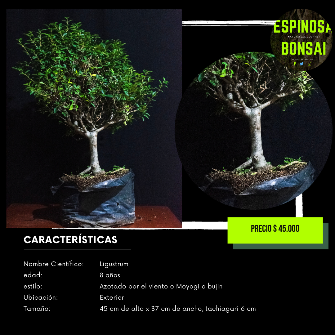 Ligustrum