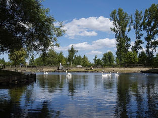 Die Schwäne auf dem See im Tiergelände