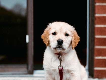 a puppy with a red leash is sitting in front of a door