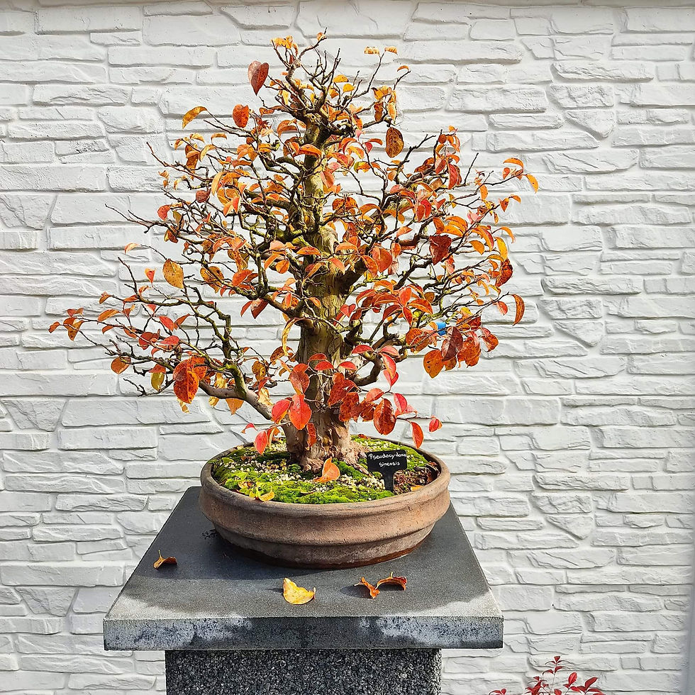 Chinesische Quitte als Bonsai in einer flachen, runden Bonsaischale mit moosbedecktem Boden. Im Herbst