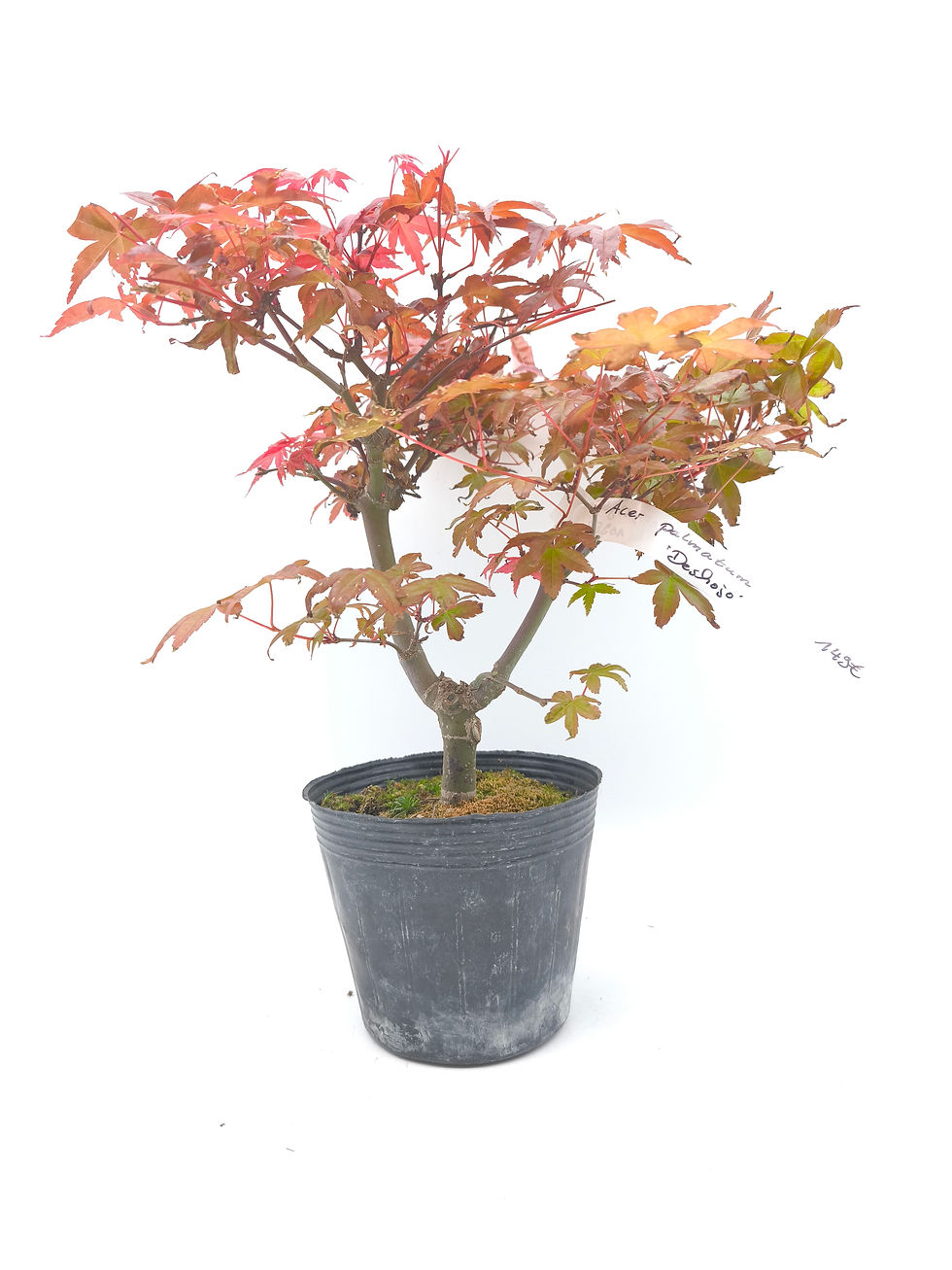 Rotaustreibender Fächerahorn - Acer palmatum 'Deshojo', 13 Jahre, Bonsai