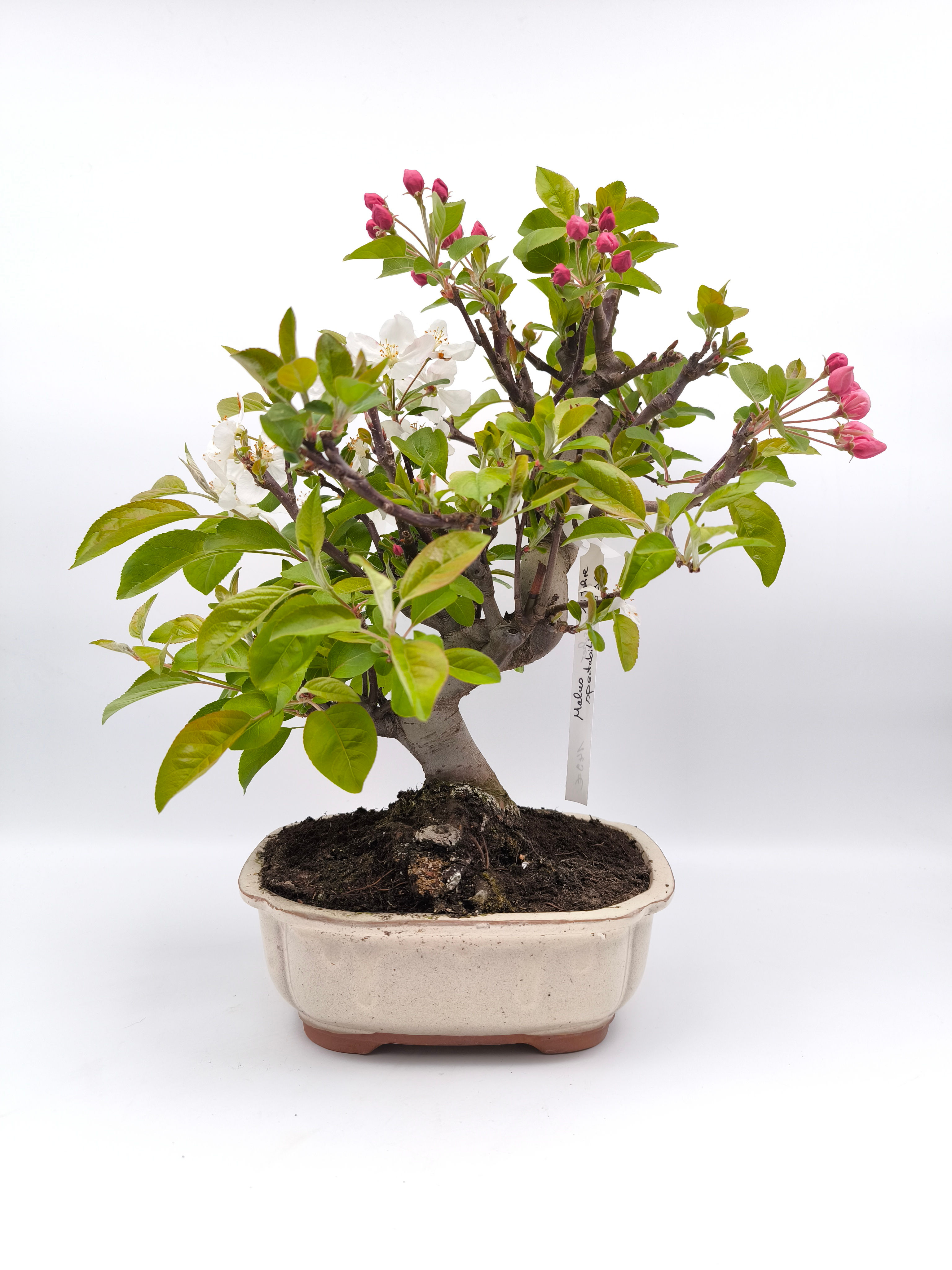 Chinesischer Apfel - Malus spectabilis, 13 Jahre, Bonsai/ Rohling
