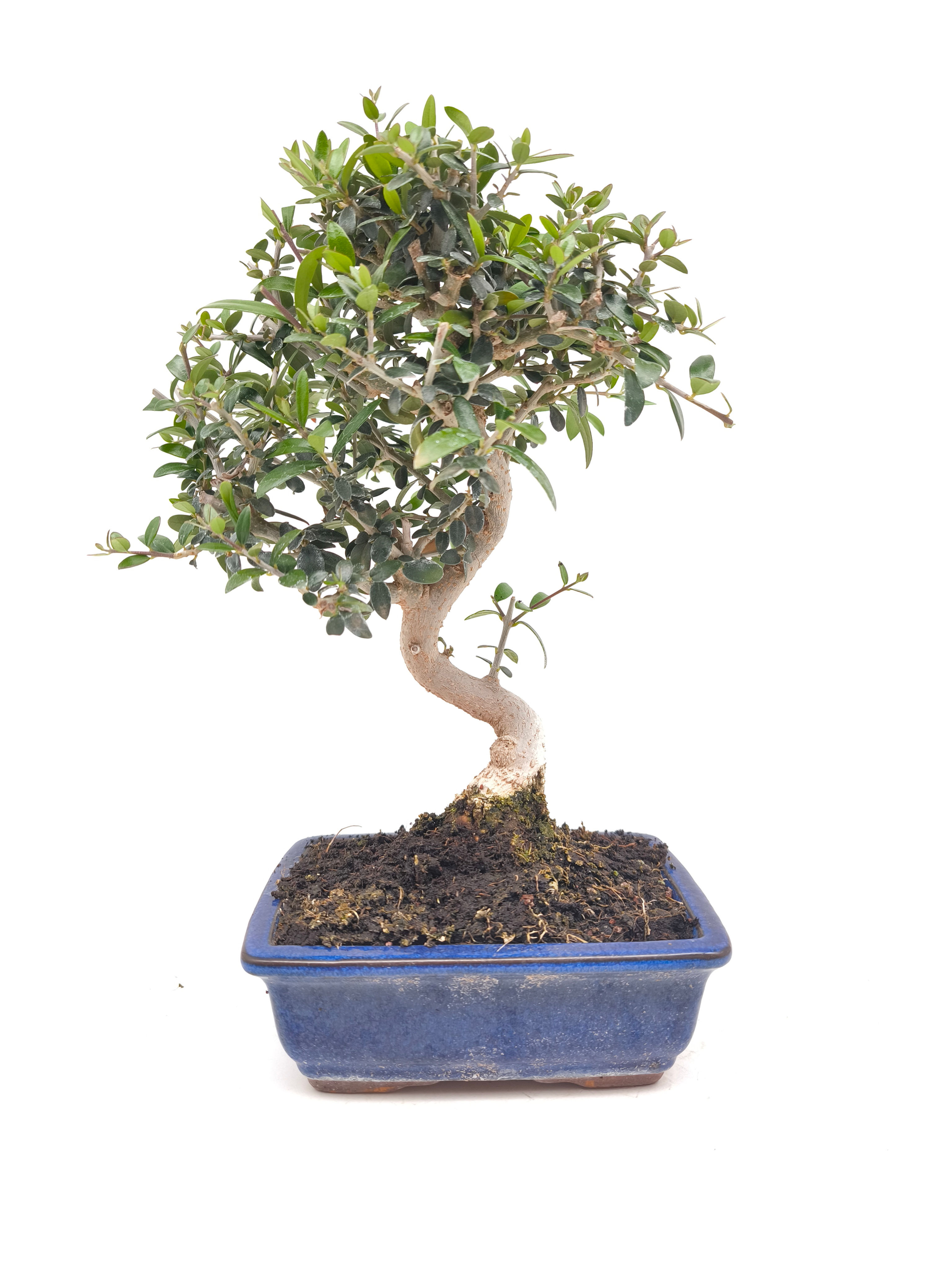 Wild-Olive - Olea europaea var. sylvestris, 9 Jahre, Bonsai/ Rohling