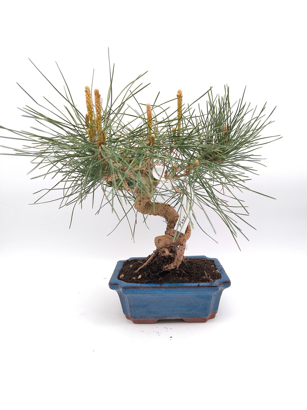 Japanische Schwarzkiefer - Pinus thunbergii, 13 Jahre, Bonsai/ Rohling