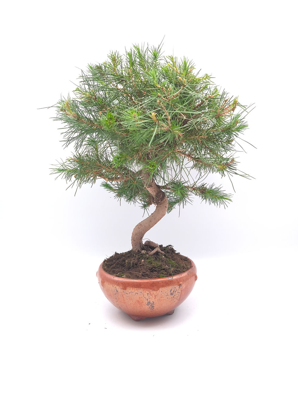Aleppo-Kiefer - Pinus halepensis, 10 Jahre, Bonsai/ Rohling