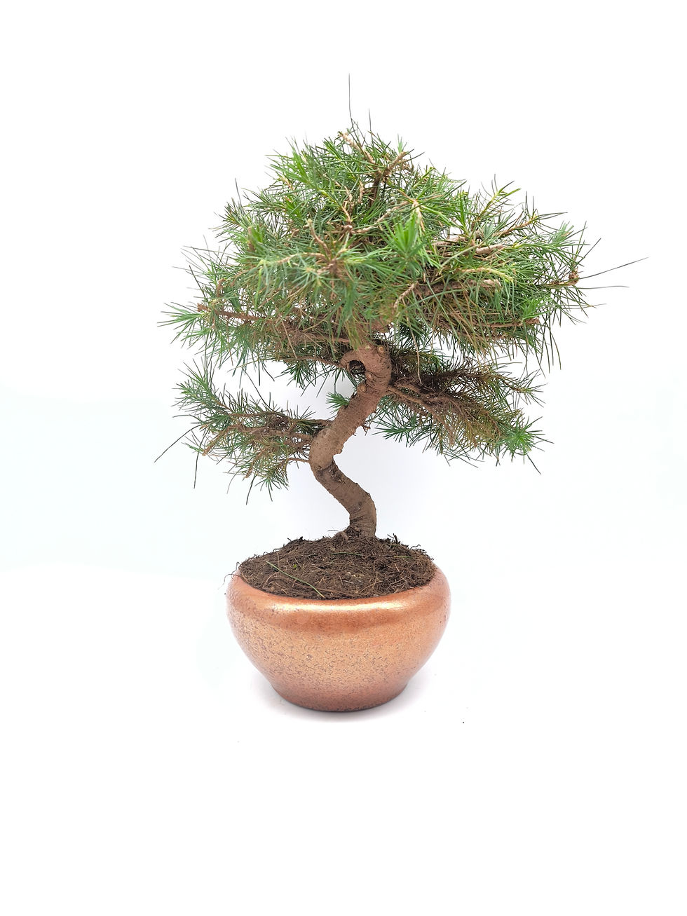 Aleppo-Kiefer - Pinus halepensis, 10 Jahre, Bonsai/ Rohling