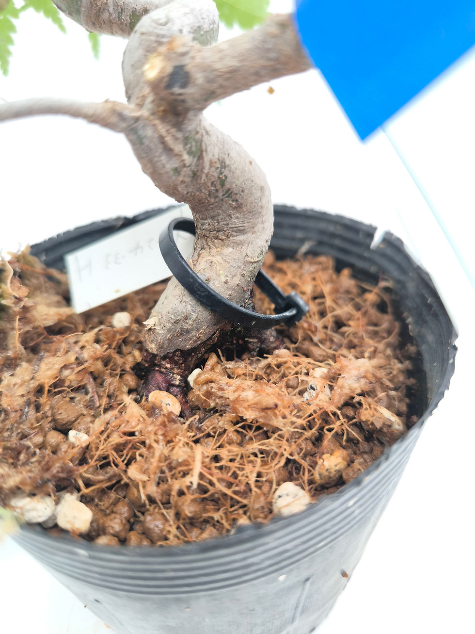 Miniaturbild: Fächerahorn - Acer palmatum, Bonsai/ Rohling