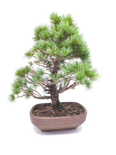 shimpaku juniper bonsai 28 Year Old Golden Joy Shimpaku Chinese Juniper Specimen Cascade Bonsa