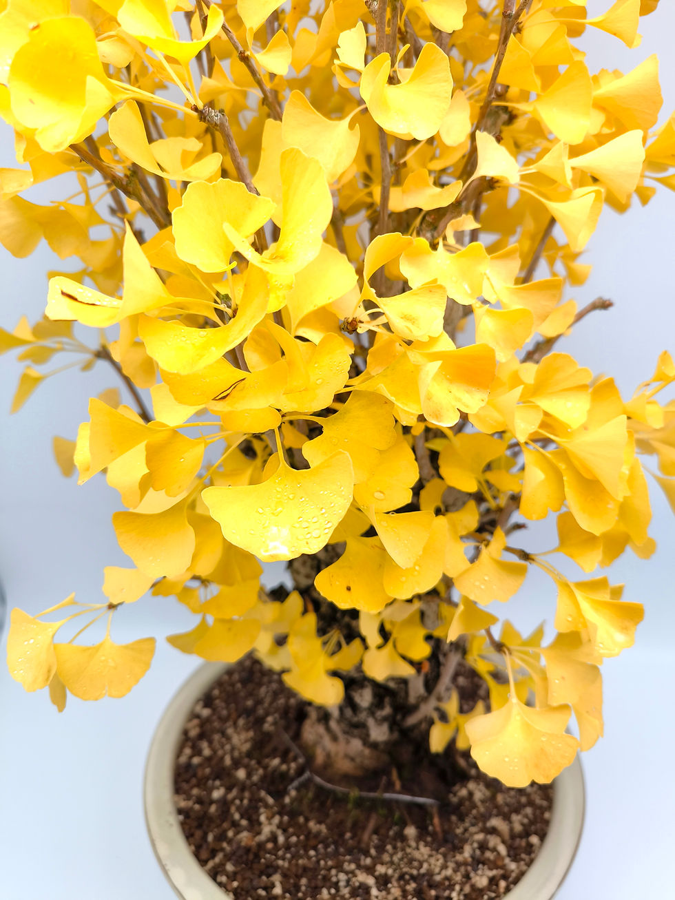 Miniaturbild: Ginkgo - Ginkgo biloba, Bonsai/ Rohling, 30 Jahre