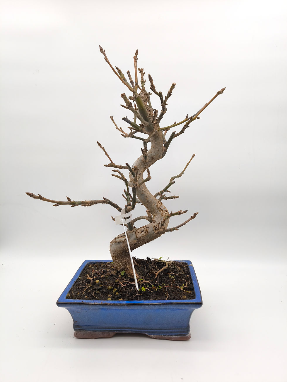 Amberbaum - Liquidambar, 13 Jahre, Bonsai/ Rohling