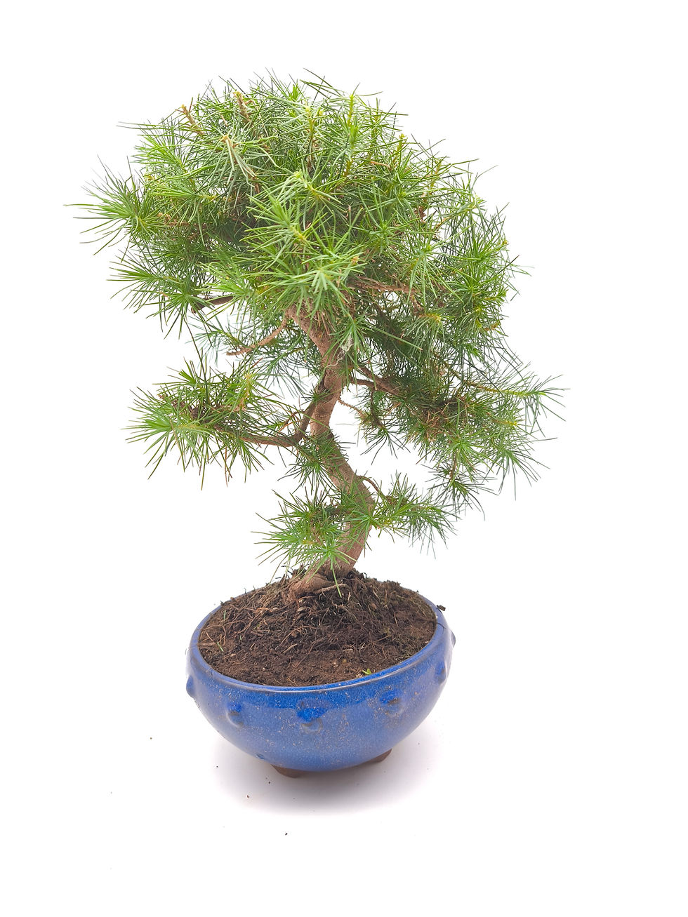 Aleppo-Kiefer - Pinus halepensis, 10 Jahre, Bonsai/ Rohling