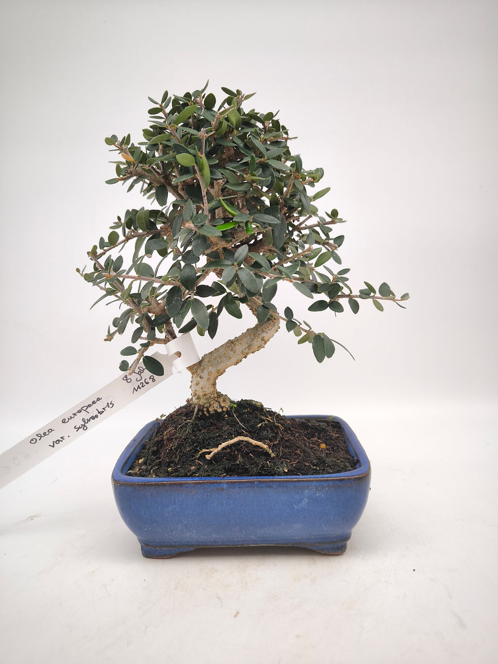 Wild-Olive - Olea europaea var. sylvestris, 8 Jahre, Bonsai/ Rohling