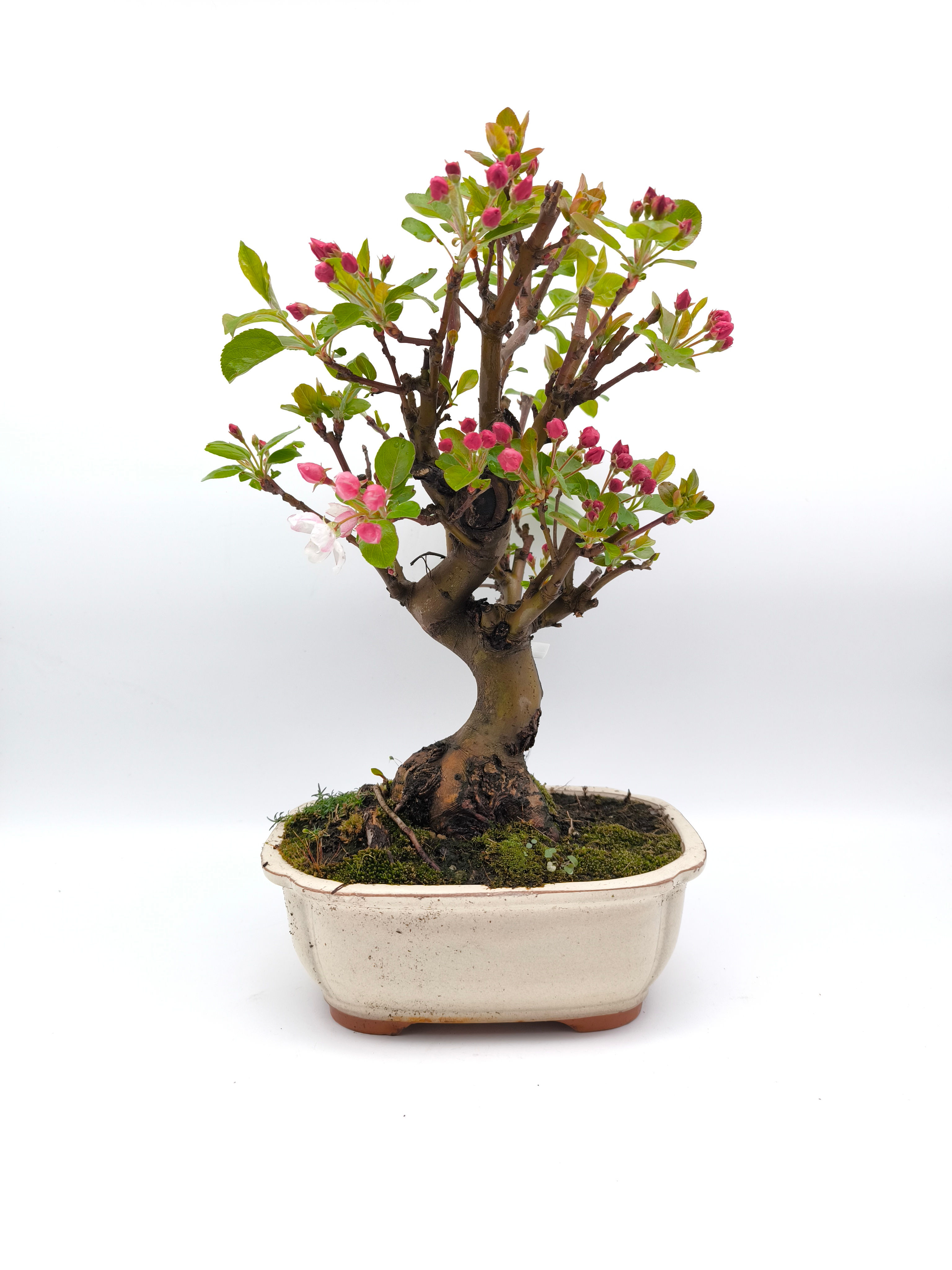 Chinesischer Apfel - Malus spectabilis, 13 Jahre, Bonsai/ Rohling