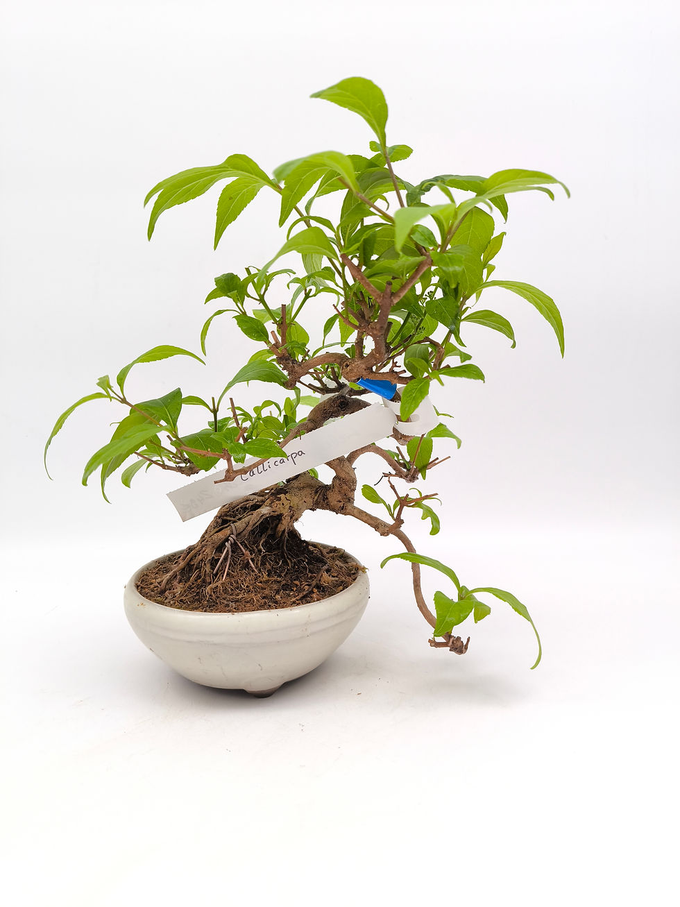 Liebesperlenstrauch - Callicarpa, Bonsai/ Shohin