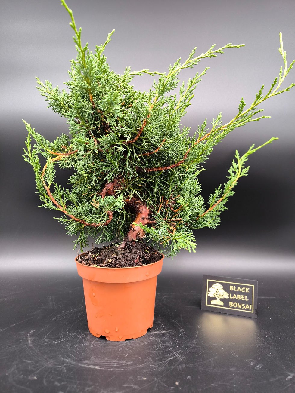 Miniaturbild: Chinesischer Wacholder (Juniperus chinensis 'Kyushu') als Bonsai mit dichter, grün-blauer Nadelstruktur.
