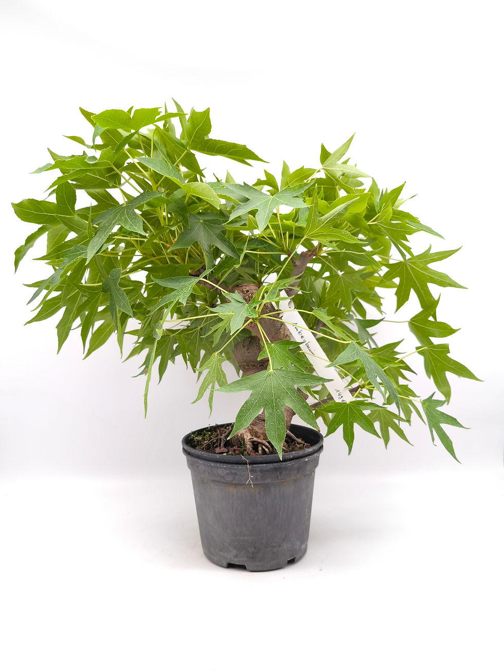 Miniaturbild: Amberbaum - Liquidambar formosana, Bonsai/ Rohling