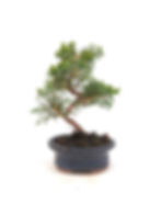 Chinesischer Wacholder - Juniperus chinensis 'Kyushu', 7 Jahre, Bonsai