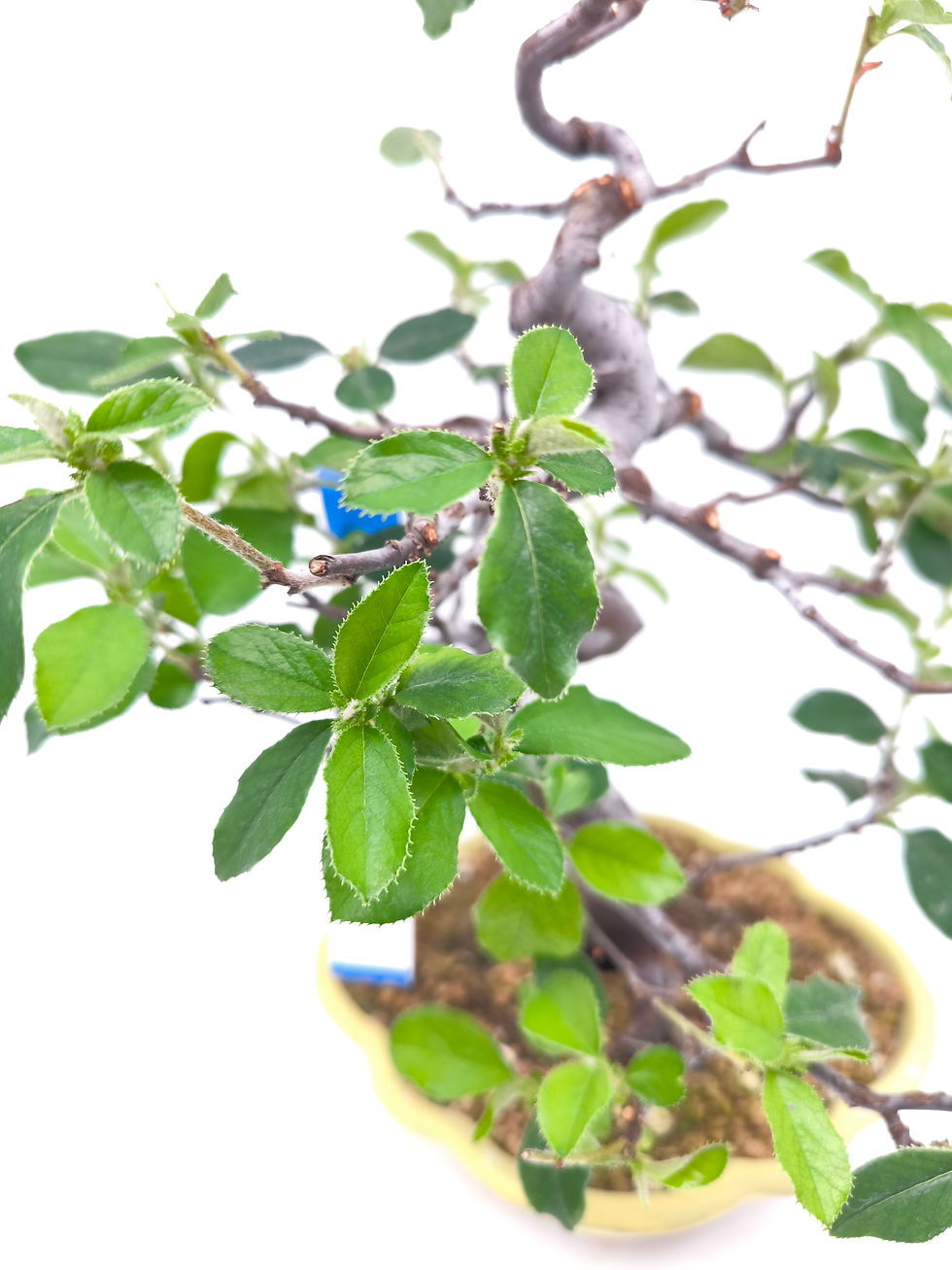 Miniaturbild: Holzquitte - Pseudocydonia sinensis, Bonsai/ Rohling