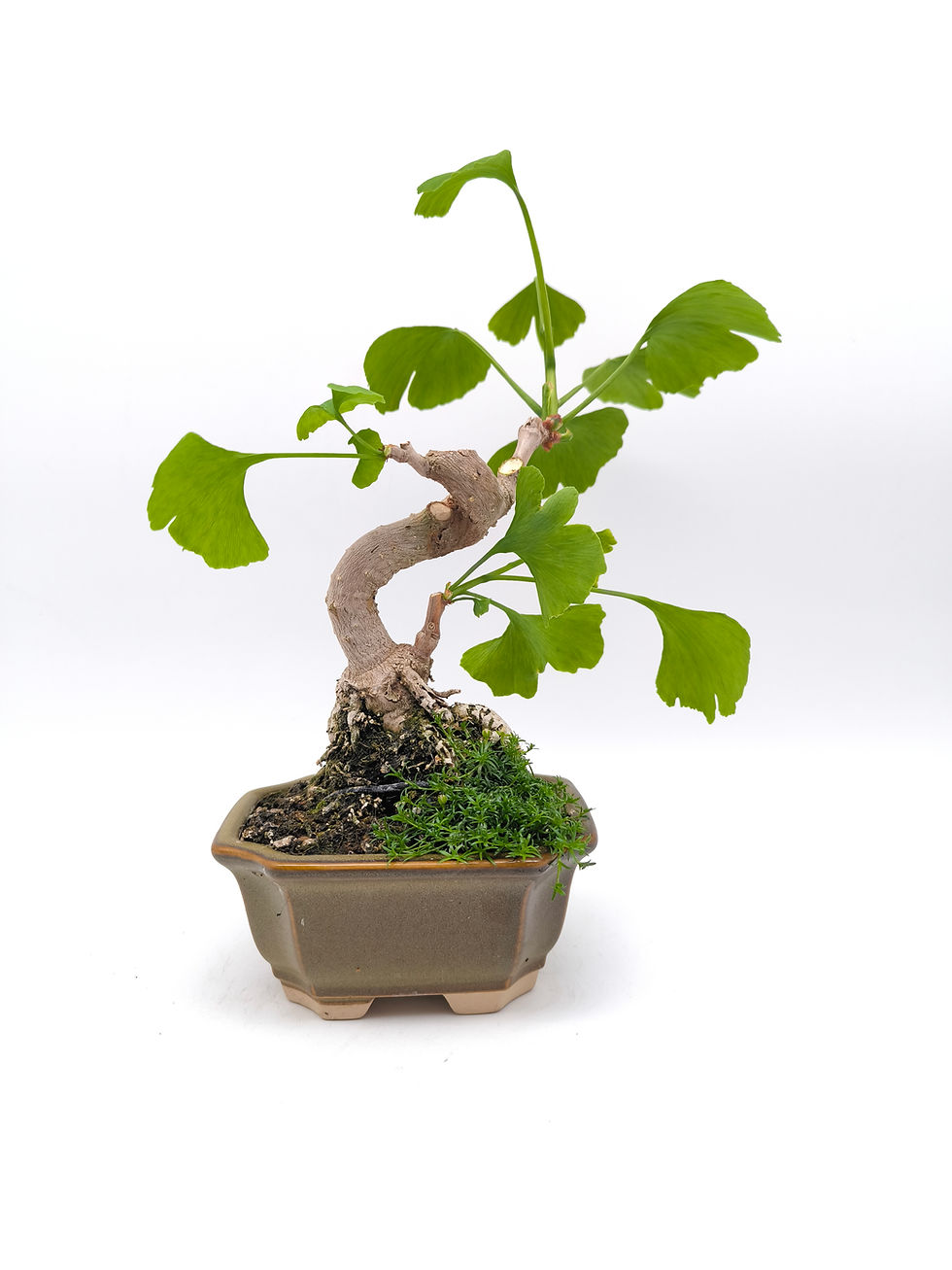 Ginkgo - Ginkgo biloba, 13 Jahre, Bonsai/ Shohin