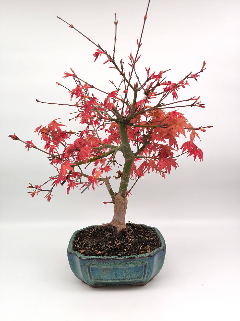 Rotaustreibender Fächerahorn - Acer palmatum 'Deshojo', 14 Jahre, Bonsai/Rohling