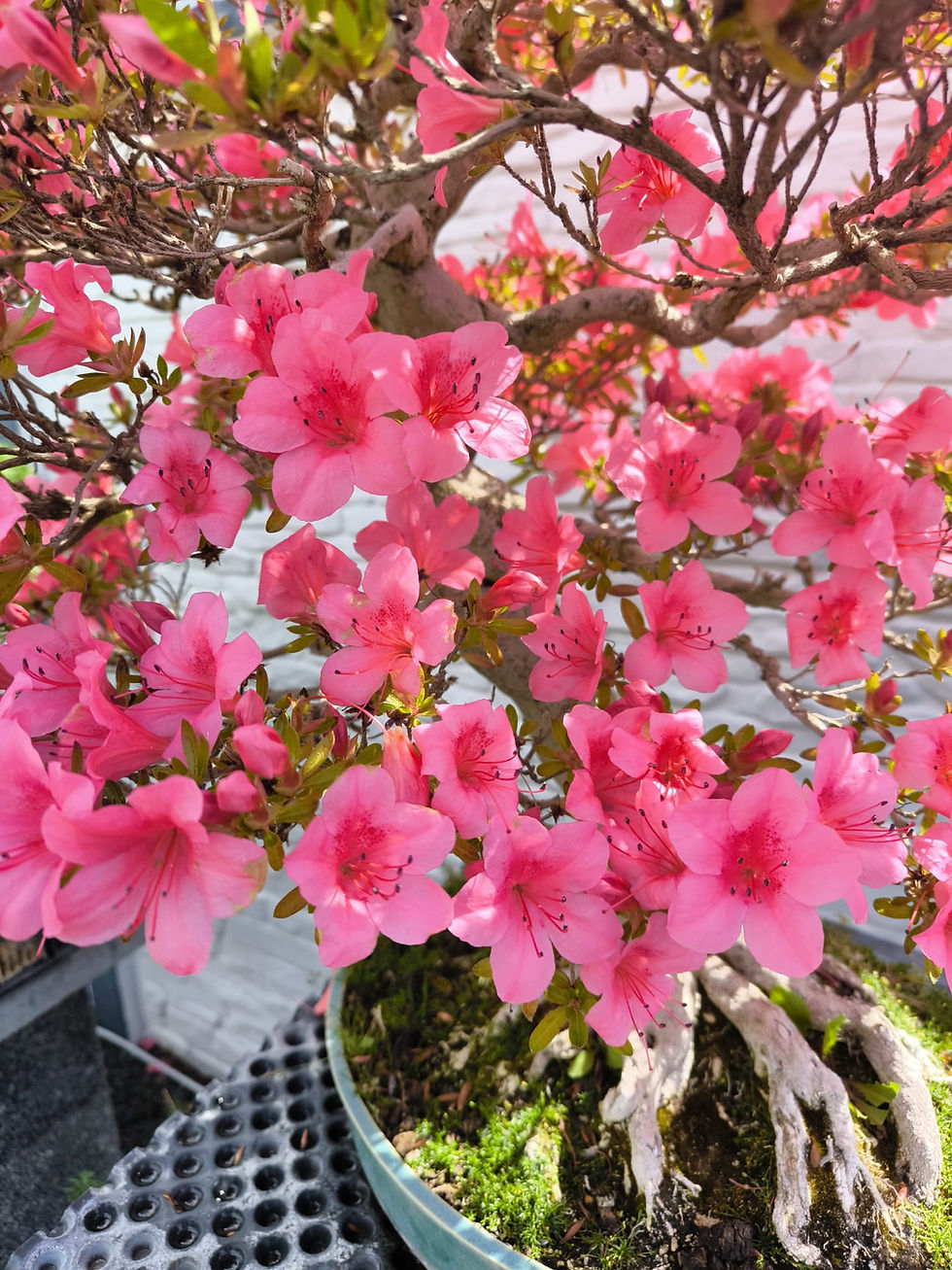 Miniaturbild: Japanische Satsuki Azalee, Bonsai