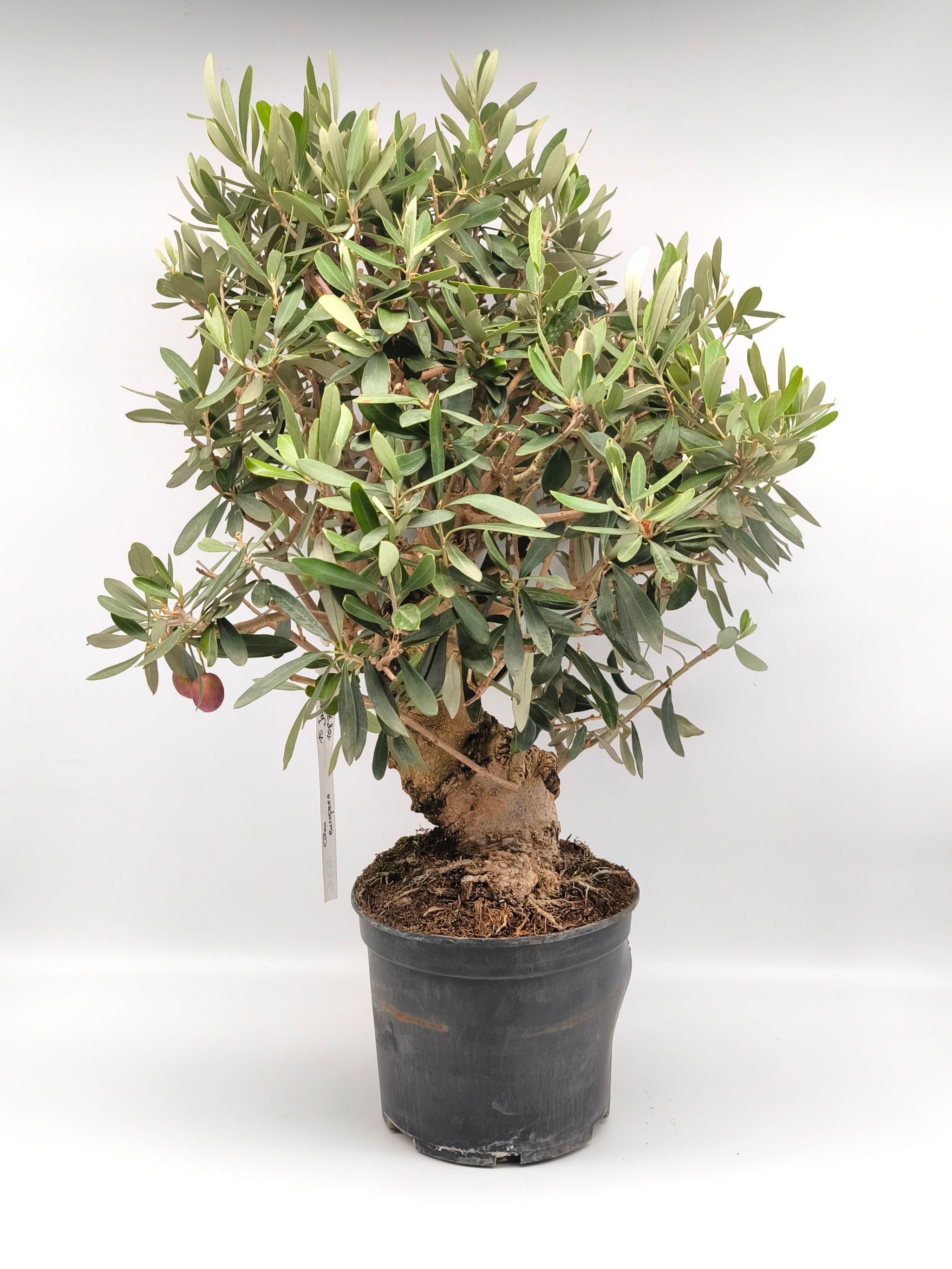 Olive/ Olivenbaum - Olea europaea, 15 Jahre, Bonsai/ Rohling