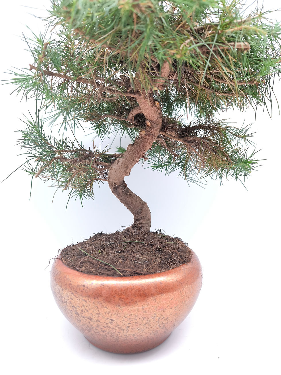 Aleppo-Kiefer - Pinus halepensis, 10 Jahre, Bonsai/ Rohling