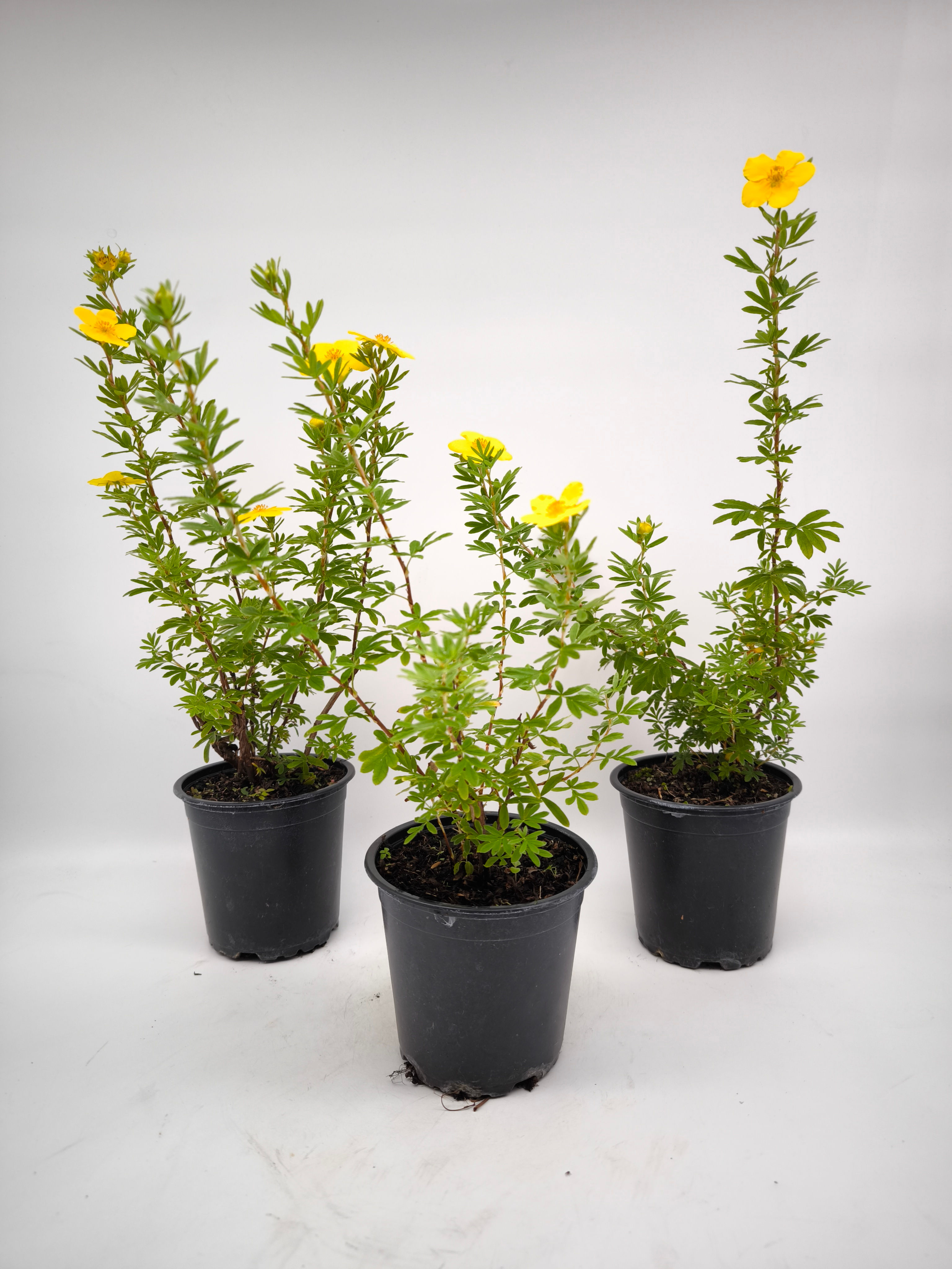 Fingerstrauch - Potentilla fruticosa, Jungpflanze