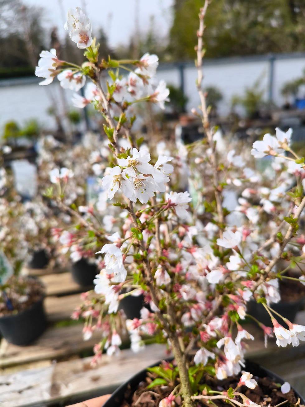 Miniaturbild: März-Kirsche, Prunus incisa 'Kojou-no-mai', Rohware