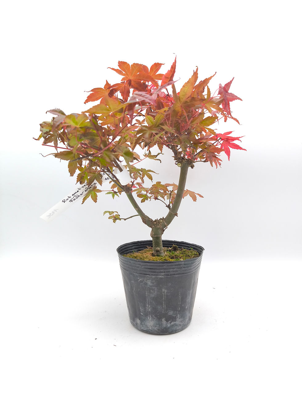 Rotaustreibender Fächerahorn - Acer palmatum 'Deshojo', 13 Jahre, Bonsai