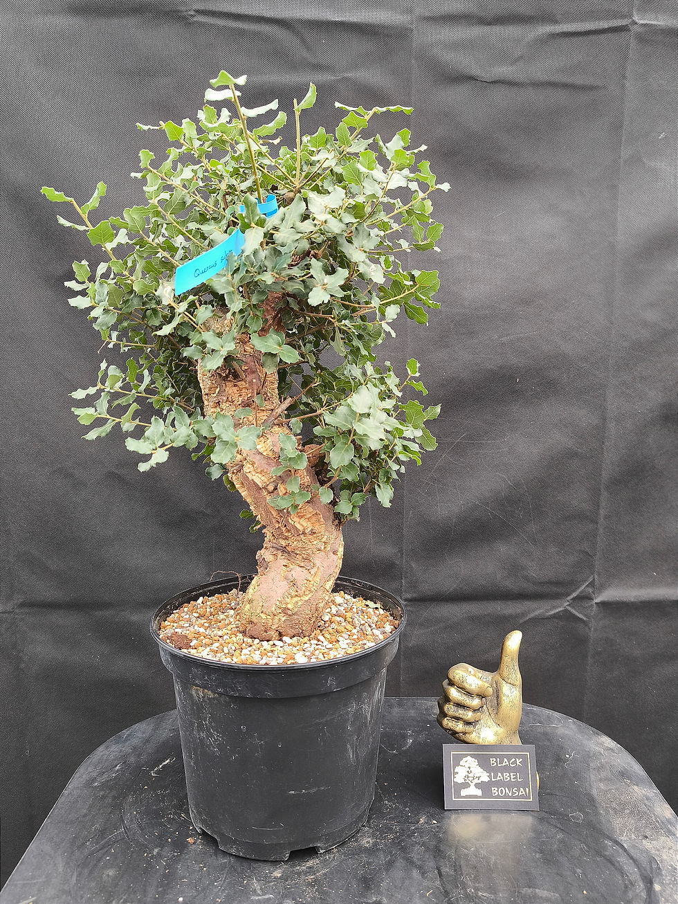 Bild eines Kork-Eichen-Bonsais (Quercus suber) mit markanter, rissiger Rinde und dichter Belaubung in eine, Container.