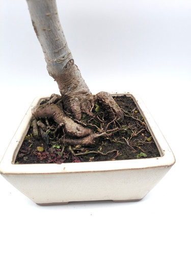 Amberbaum - Liquidambar, 13 Jahre, Bonsai/ Rohling | Black Label Bonsai