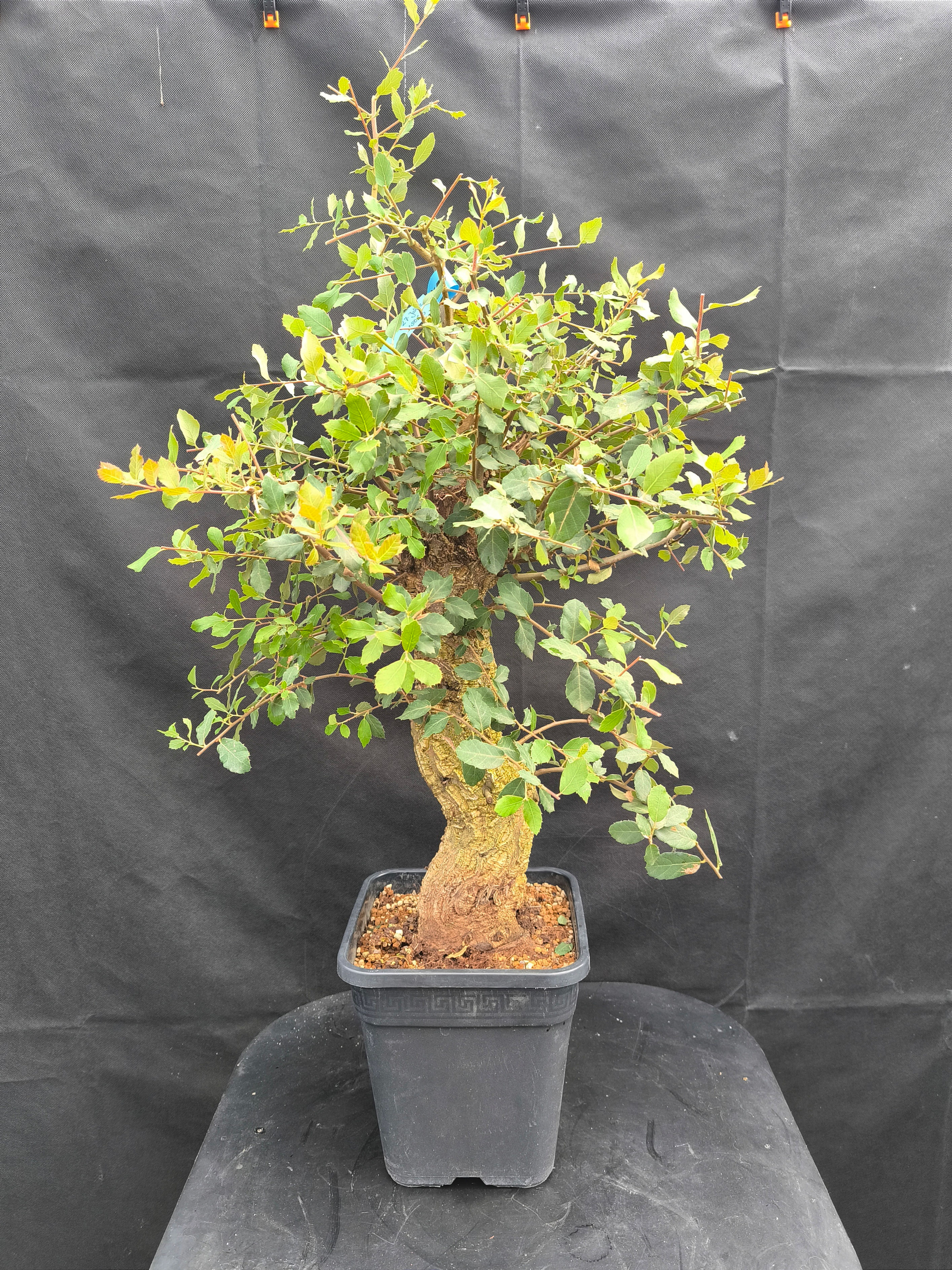 Bild eines Kork-Eichen-Bonsais (Quercus suber) mit markanter, rissiger Rinde und dichter Belaubung in einem Container.