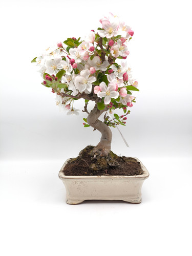 bonsai schattig Bonsai Sageretia  tropischer Bonsai mit feinen Blttern und elegantem  Wuchs, perfekt fr den Innenbereich  Secret Garden Plant Shop