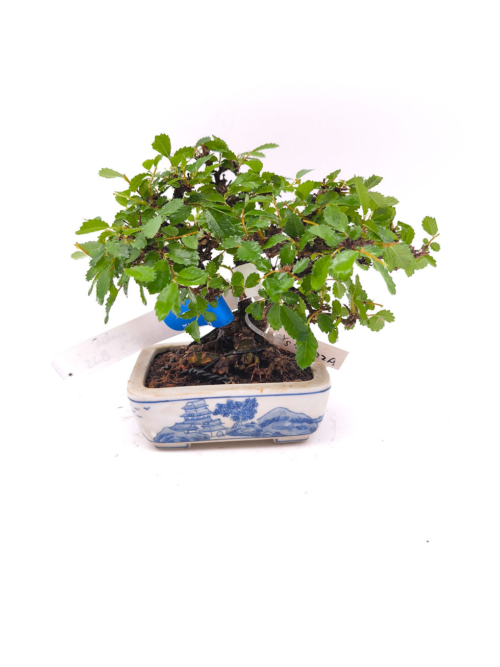 Japanische Ulme - Ulmus japonica, Bonsai/ Shohin