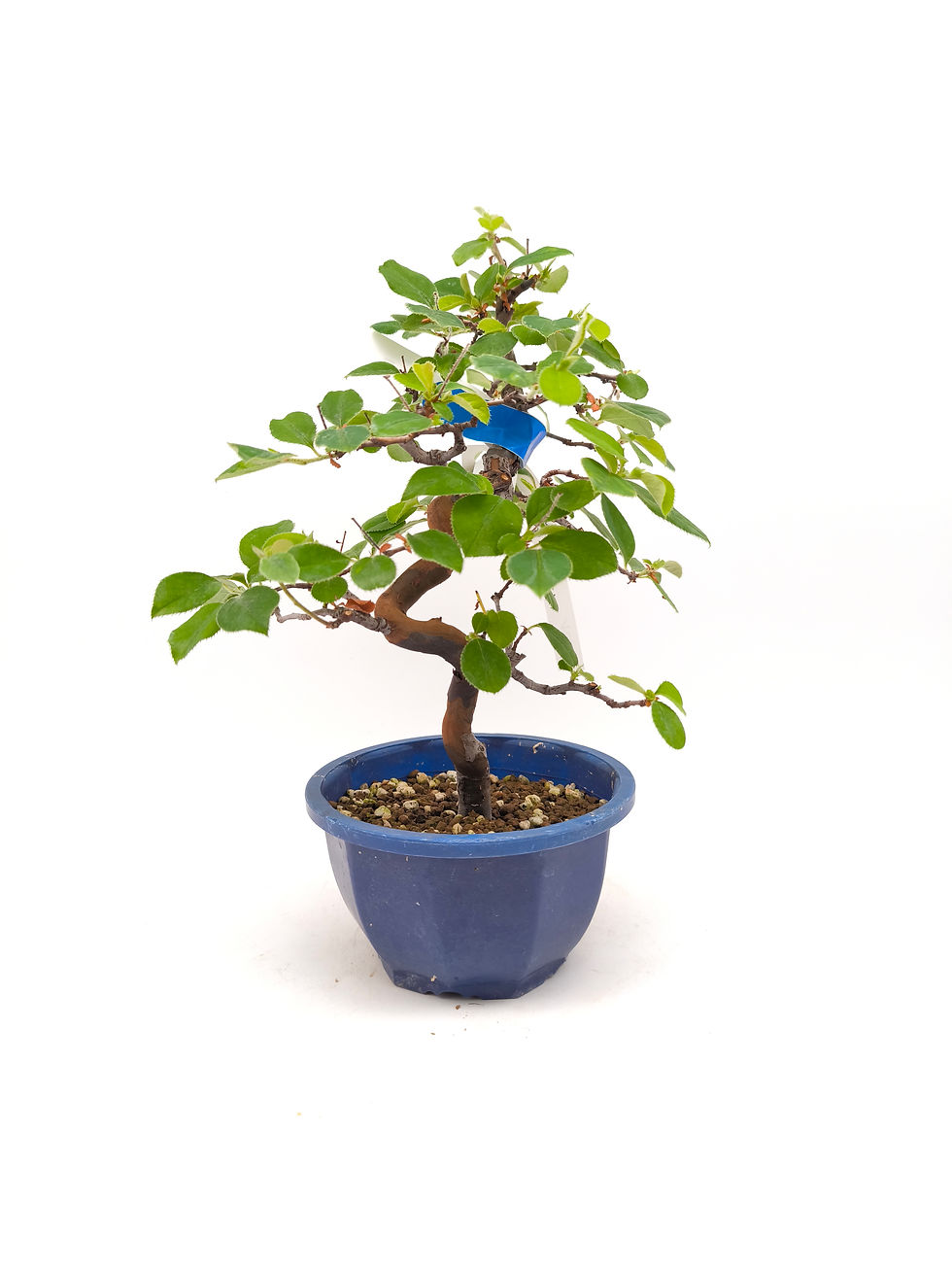 Holzquitte - Pseudocydonia sinensis, Bonsai/ Rohling