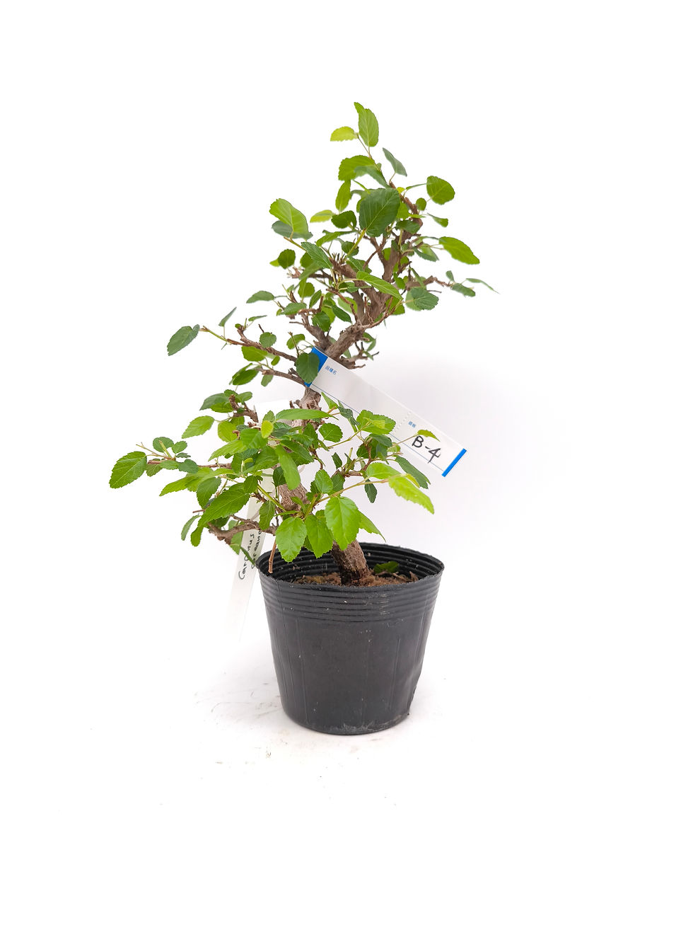 Koreanische Hainbuche - Carpinus coreana, Bonsai/ Rohling