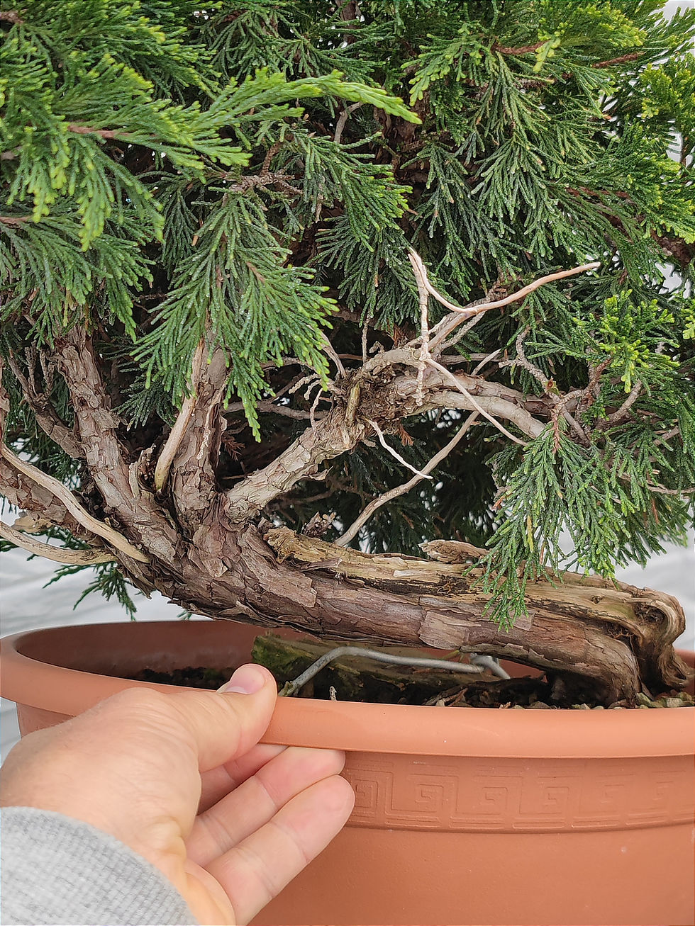 Miniaturbild: Sadebaum/ Sabina-Wacholder - Juniperus sabina, Yamadori