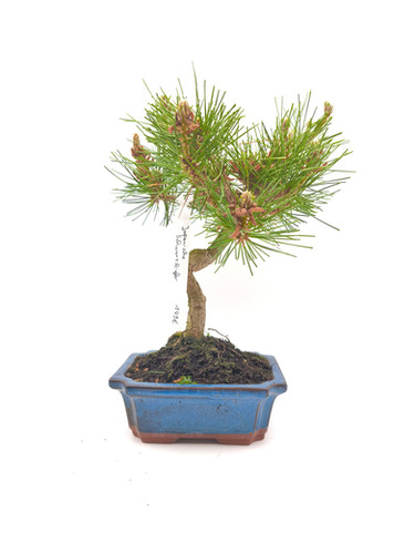 birkenfeige größe Ficus Benjamina Variegata Kunstpflanze 185cm Deko kaufen