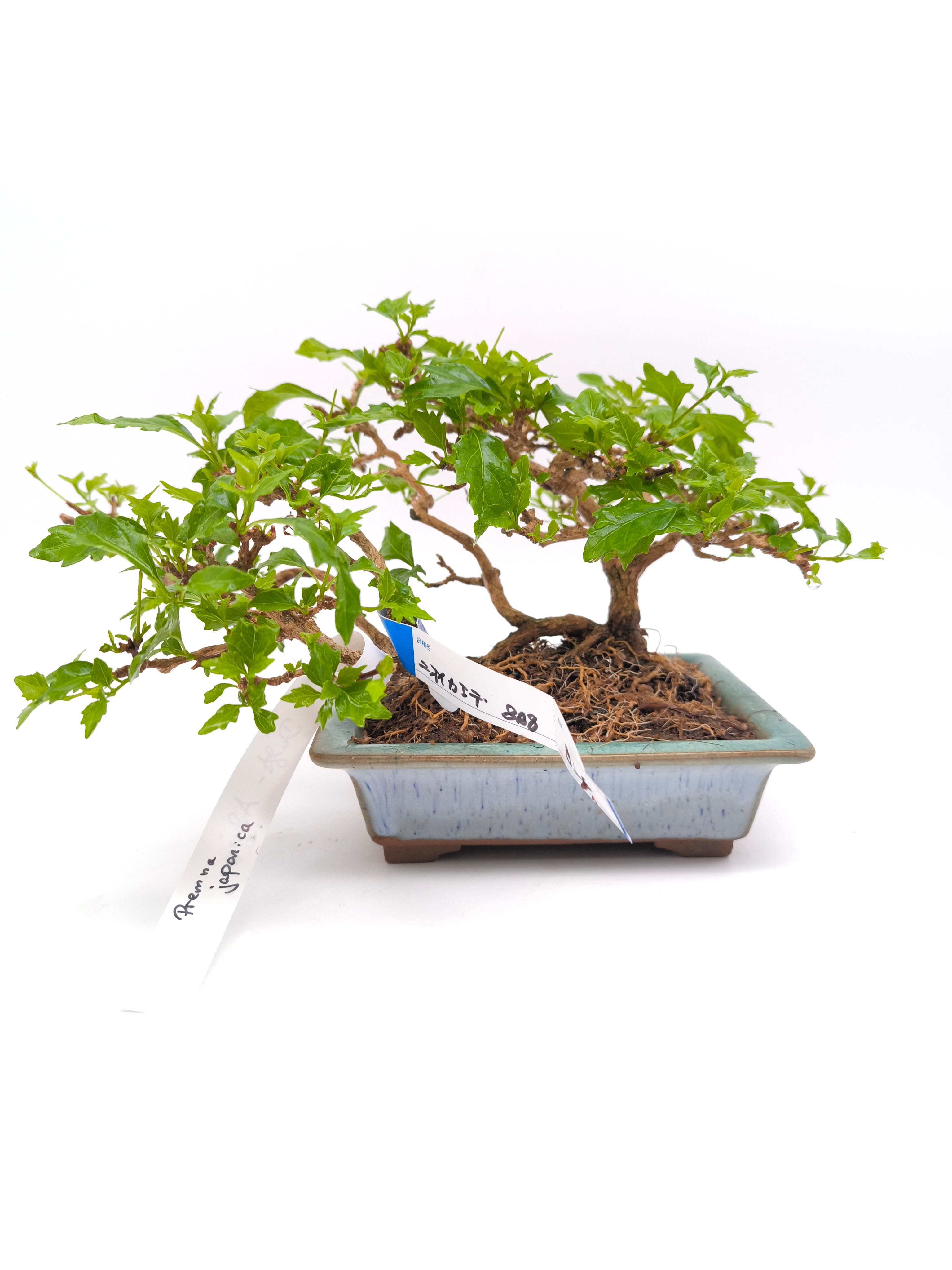 Duft-Ahorn - Premna japonica, Bonsai/ Shohin