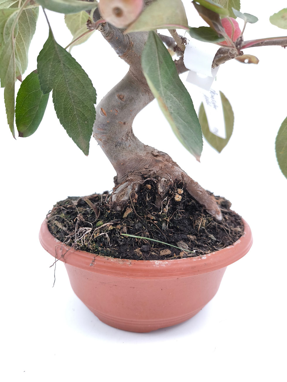 Miniaturbild: Chinesischer Apfel - Malus spectabilis, 16 Jahre, Bonsai/ Rohling