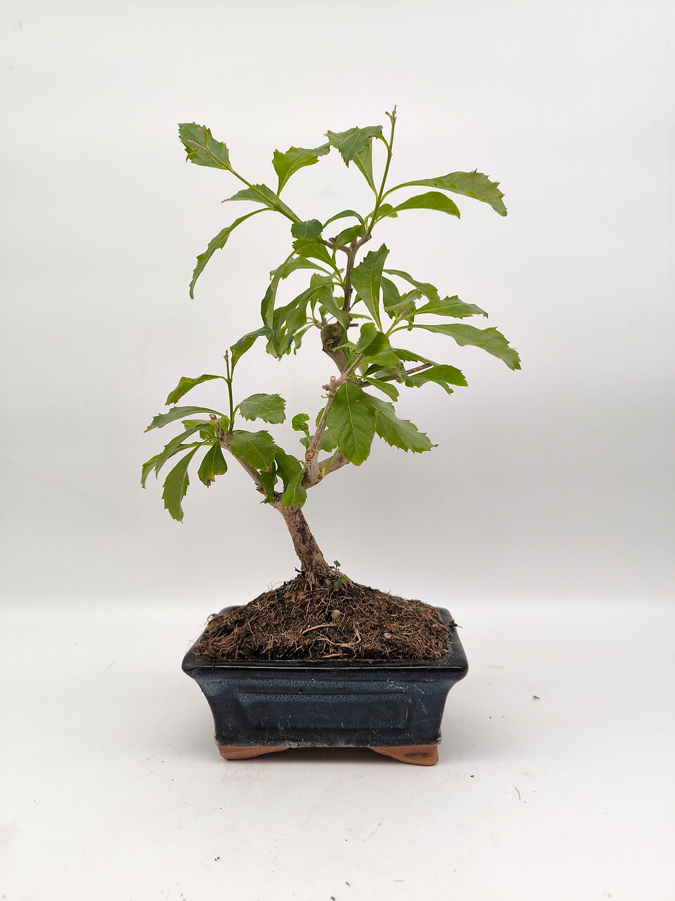 Miniaturbild: Taubenbeere – Duranta repens, 8 Jahre, Bonsai/ Rohling